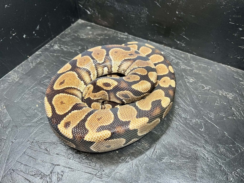 Ball python 0.1 Gravel Het DG Bewezen Ball Python - female for sale from shirley sterckx