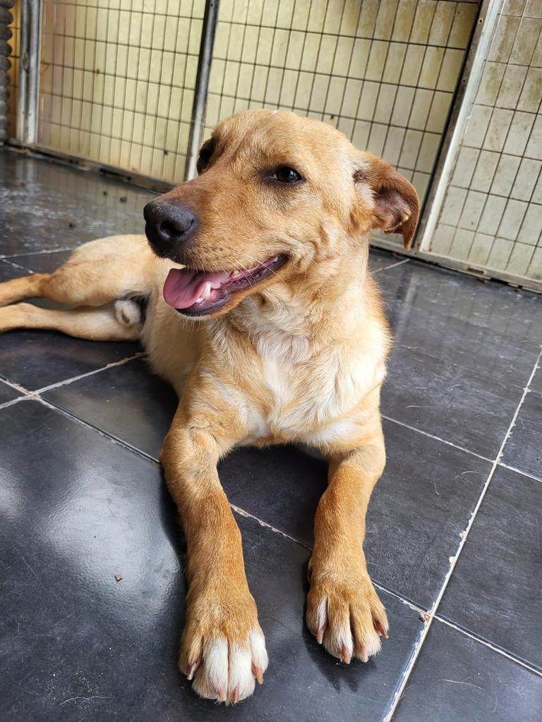 Fabio verblijft op Cyprus, 1 tot 2 jaar, Buitenland, Parvo, Eén hond