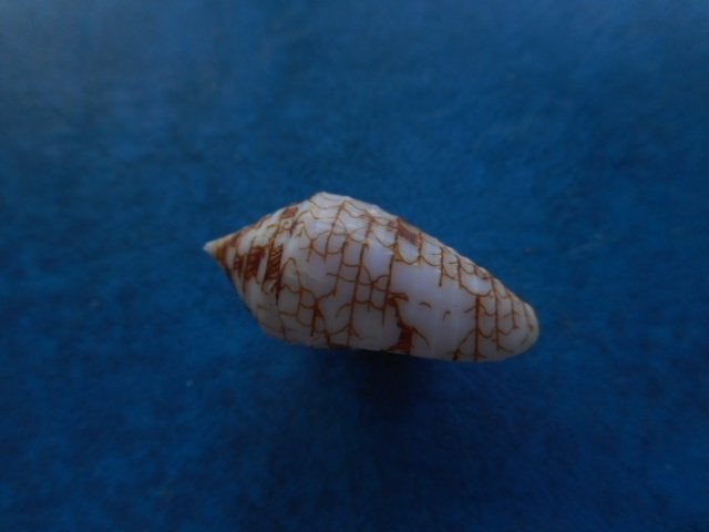 Schelpen: Conus lucidus Wood gem 25,5mm, Verzenden, Schelp(en)