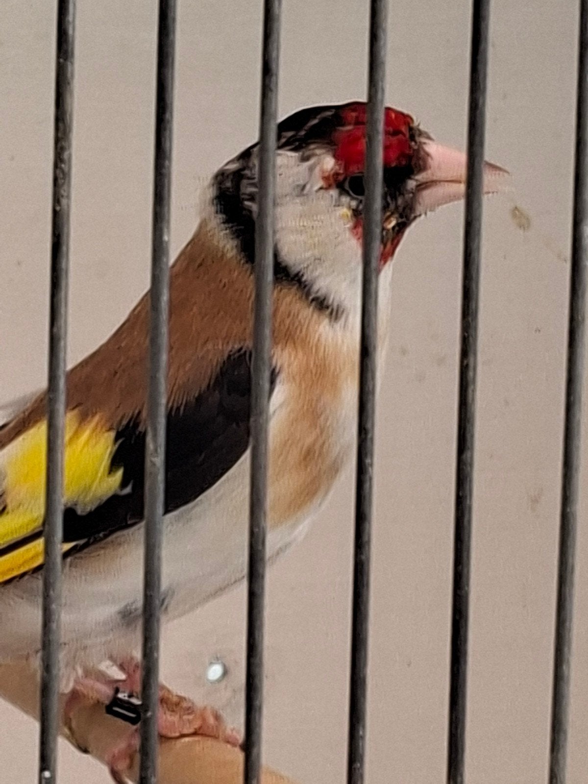 putter mayor man, Mannelijk, Wildzangvogel, Geringd