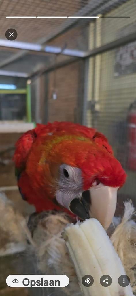 Te koop of te ruil. Jong koppel geelvleugel Ara 's, Dieren en Toebehoren, Vogels | Parkieten en Papegaaien, Meerdere dieren, Papegaai