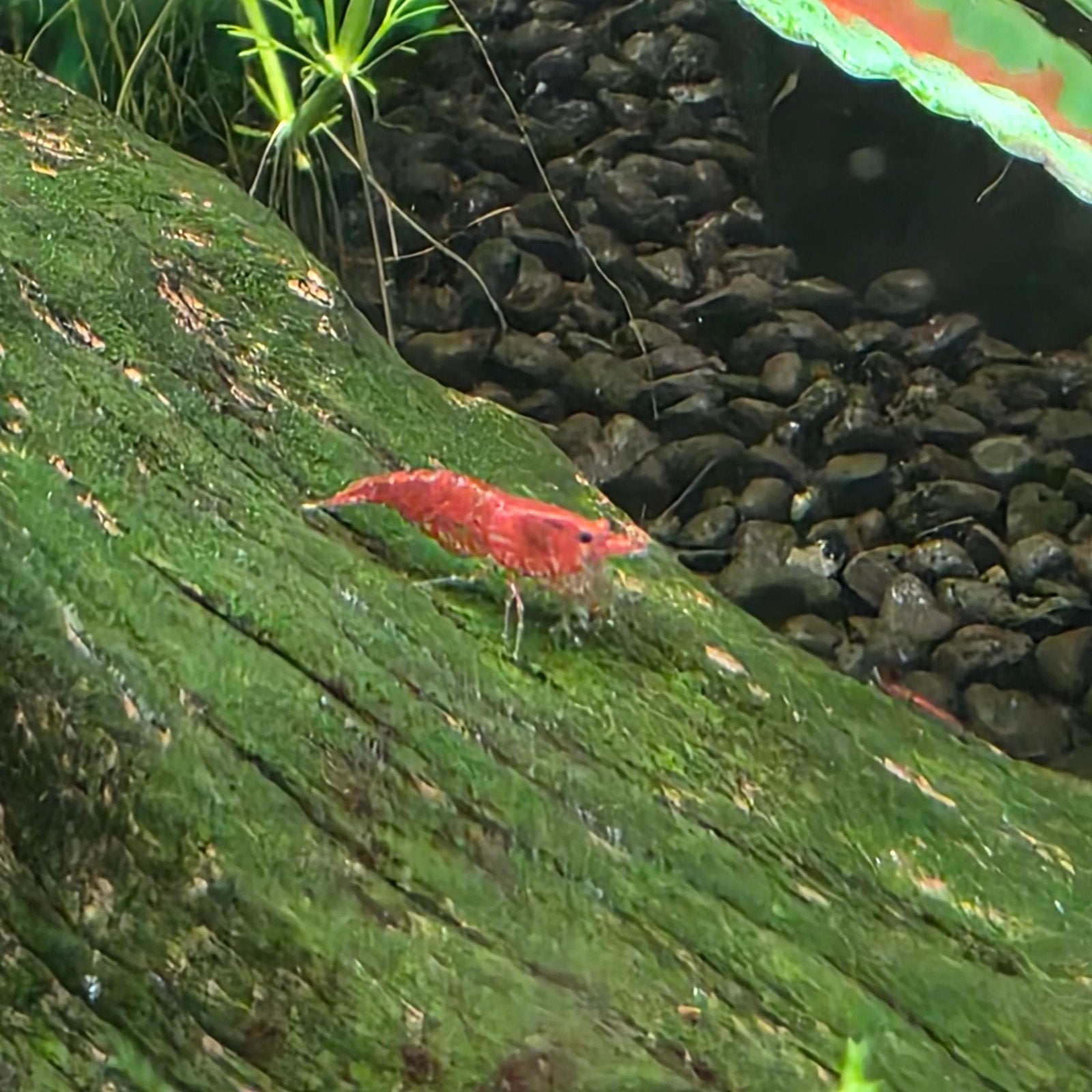 Garnaaltjes, Kreeft, Krab of Garnaal