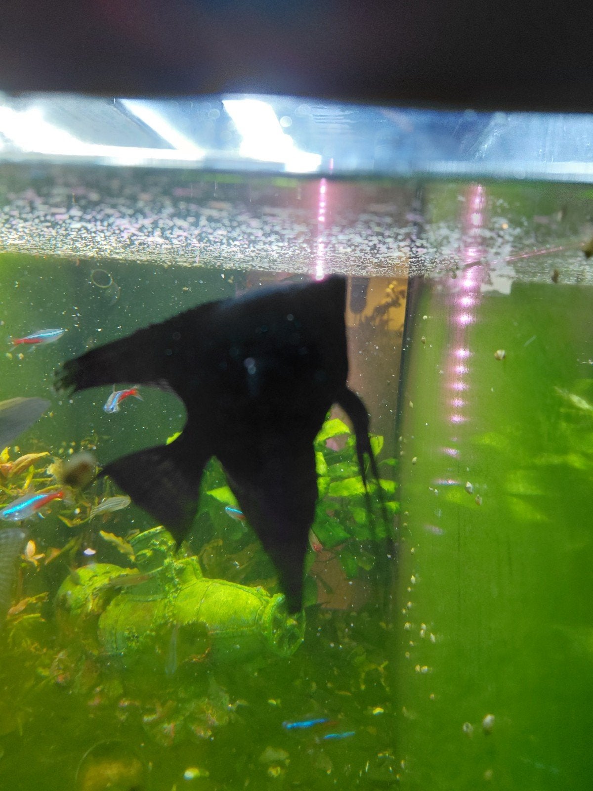 Gratis meerdere vissen, Dieren en Toebehoren, Vissen | Aquariumvissen, Vis