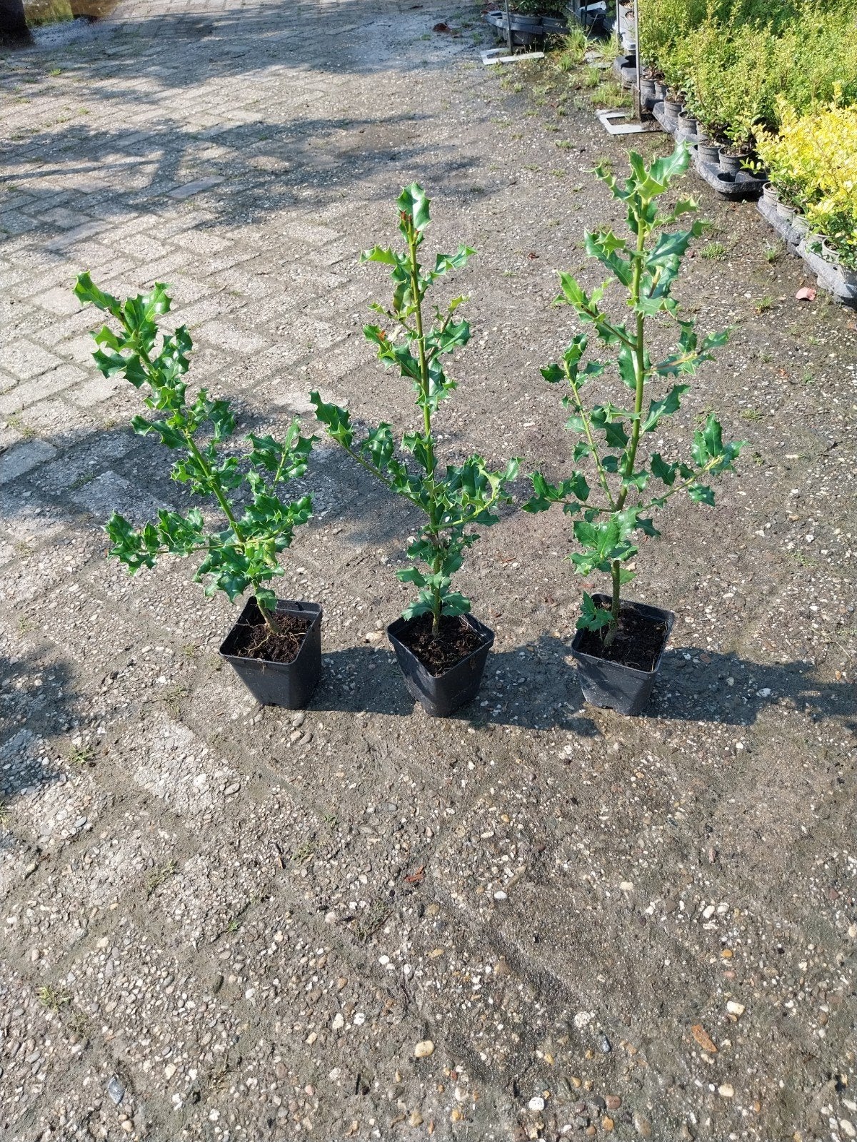 Ilex aquifolium - Hulst planten, Vaste plant, Bloeit niet, Halfschaduw, Ophalen