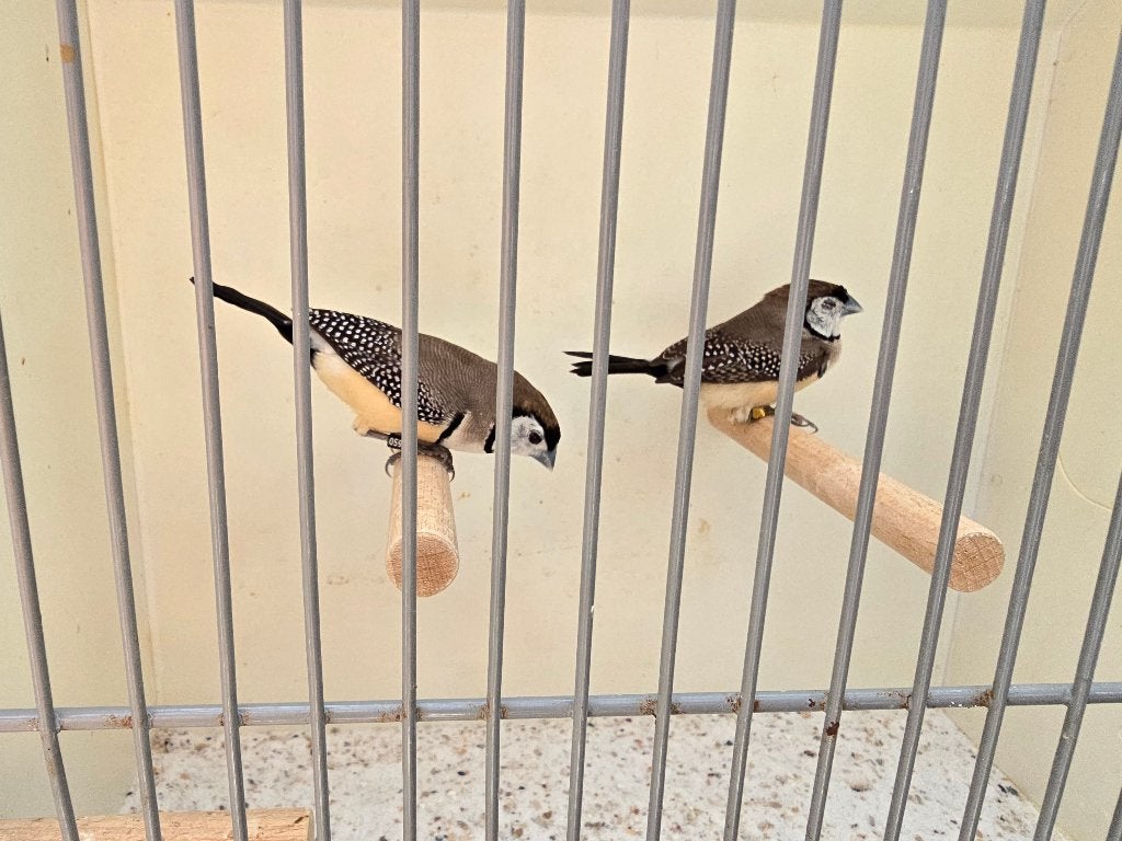bichenowastrilde, Dieren en Toebehoren, Meerdere dieren, Tropenvogel
