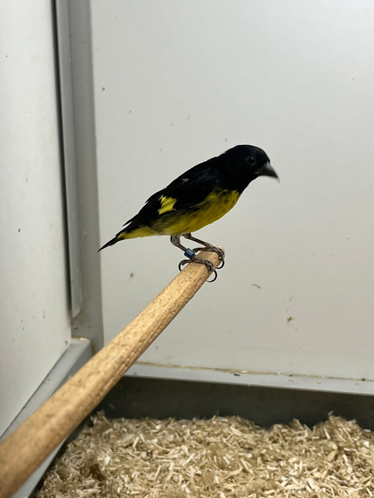 1-1 Geelbuiksijs, Dieren en Toebehoren, Vogels | Overige Vogels, Meerdere dieren, Tropenvogel, Geringd