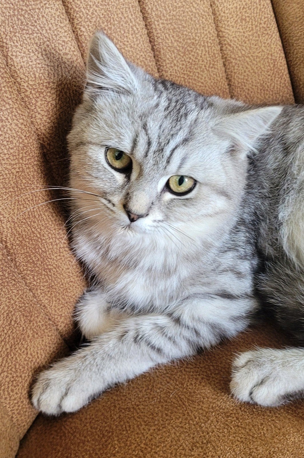 Lieve Britse korthaar kittens, Meerdere dieren, Ontwormd