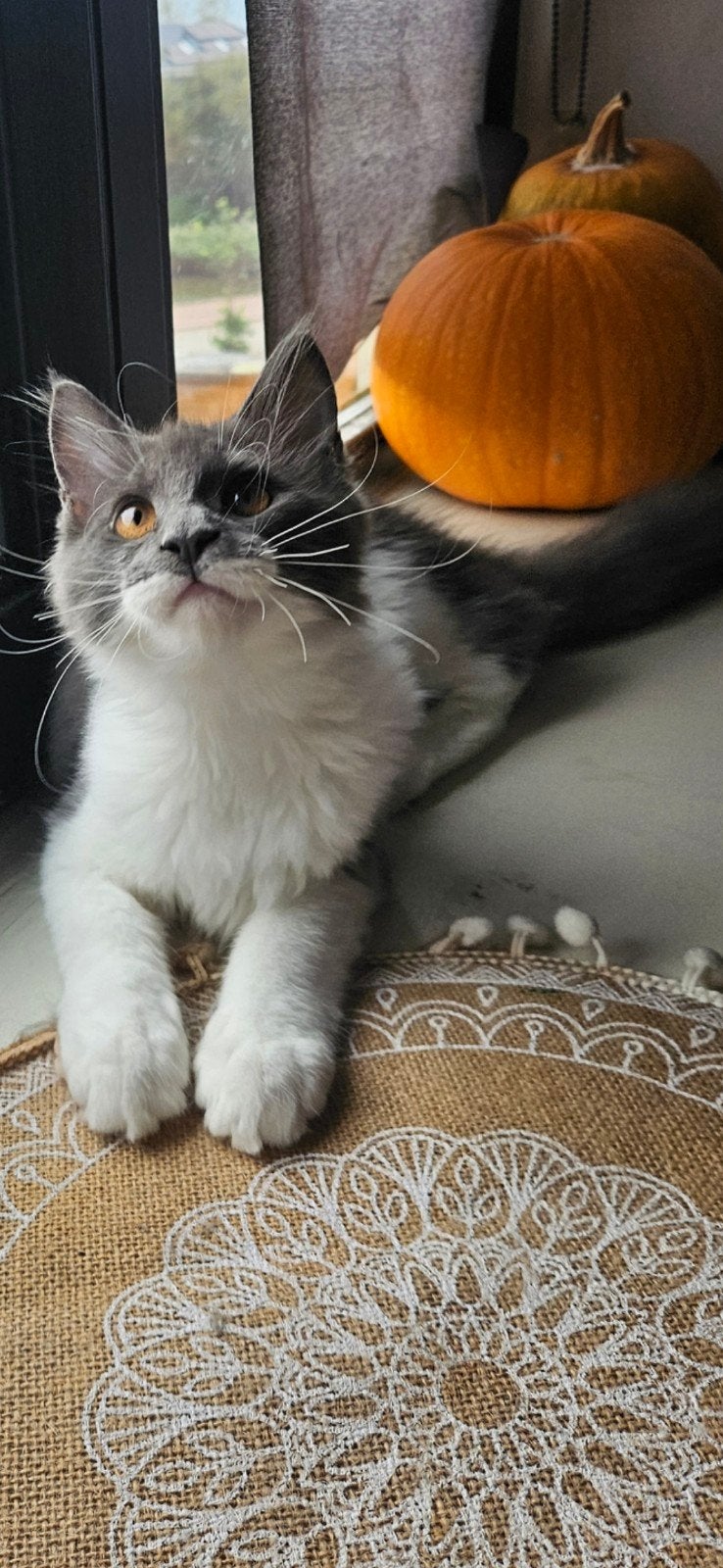 Maine Coon-poes met stamboom., Dieren en Toebehoren, Poes, 0 tot 2 jaar