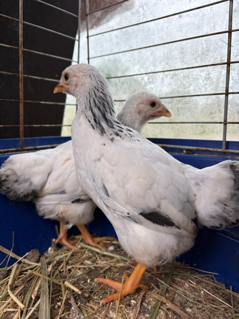 Wyandotte kuikens, Dieren en Toebehoren, Pluimvee, Kip, Vrouwelijk