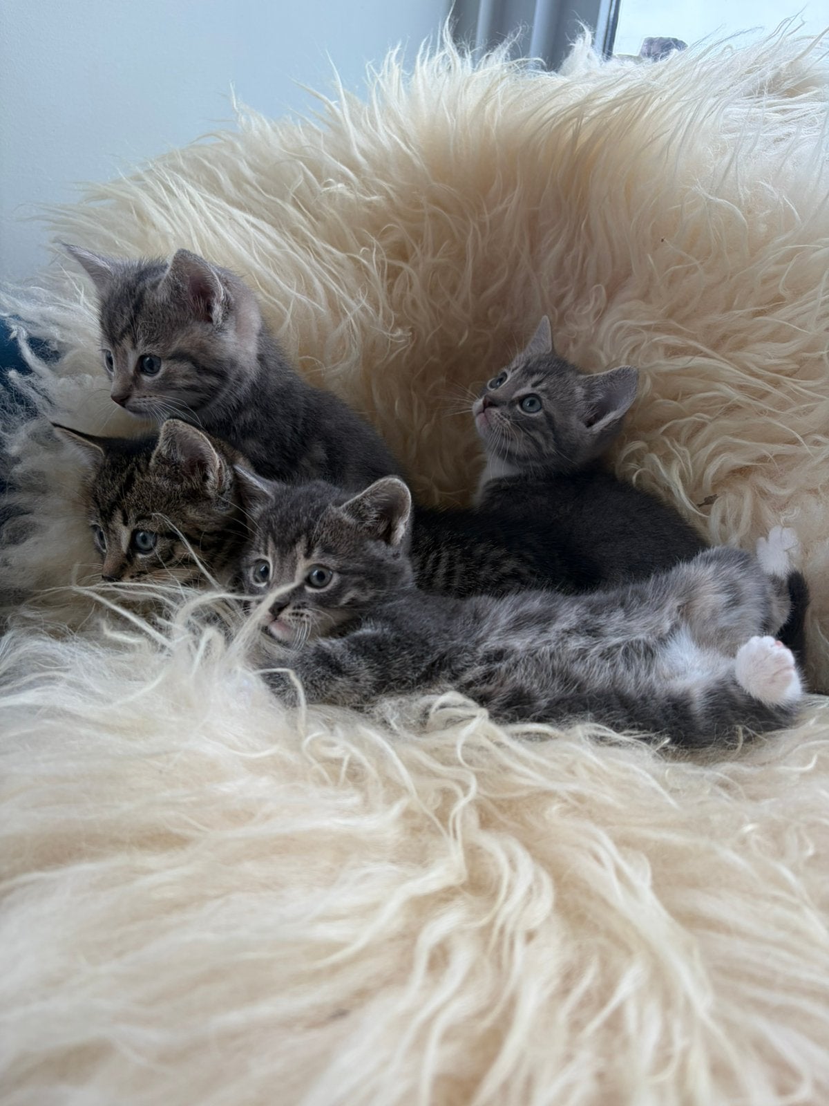 Kittens te koop, Dieren en Toebehoren, Katten en Kittens | Raskatten | Langhaar, Meerdere dieren, Ontwormd, 0 tot 2 jaar