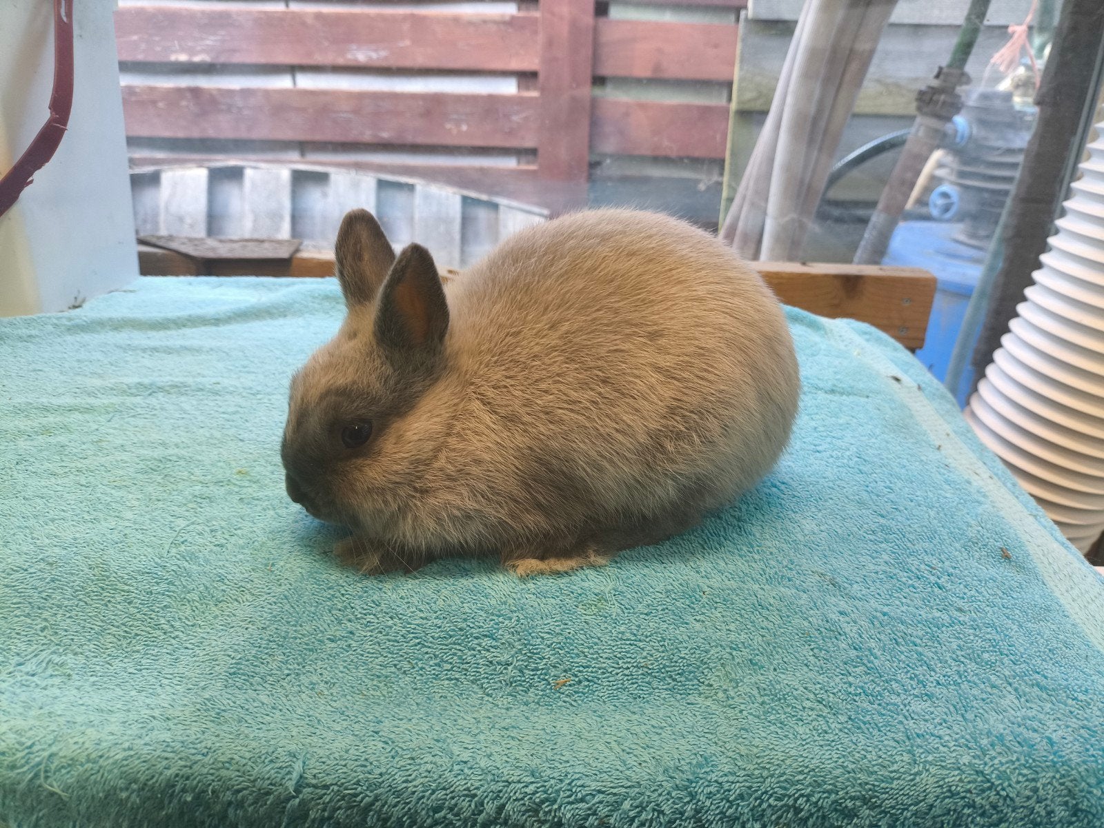 Kleurdwerg konijn kleinblijvend tam 12 wk raszuiver, Dieren en Toebehoren, Konijnen, Mannelijk, Dwerg