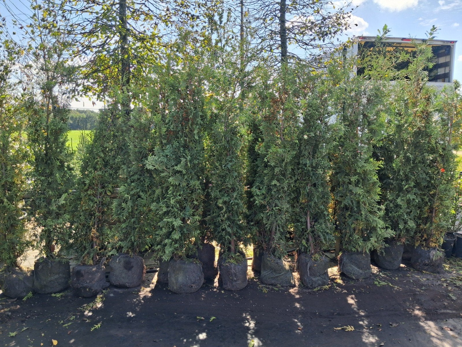 20 x Coniferen voor haag thuja Brabant 160-180cm, Ophalen of Verzenden, Conifeer, Struik, 100 tot 250 cm