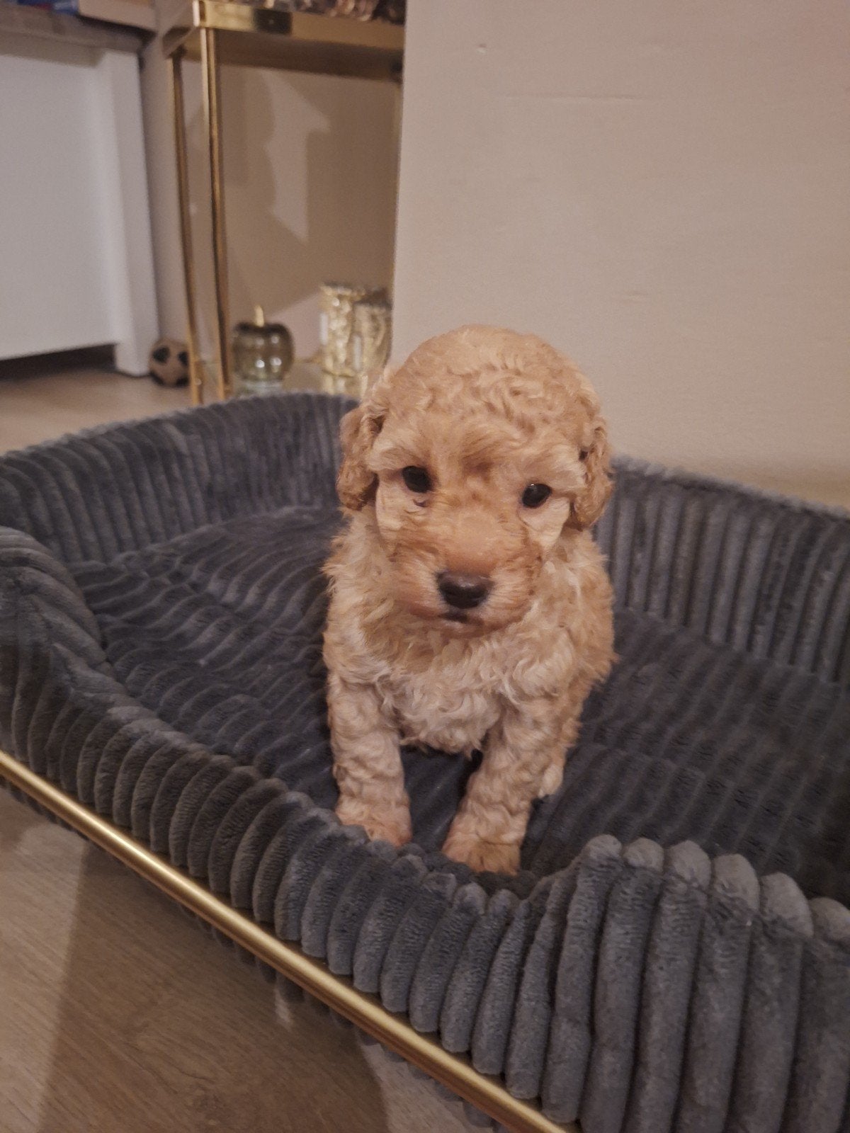 Dwerg Poedel Pups, Poedel, 8 tot 15 weken, Meerdere, Meerdere dieren