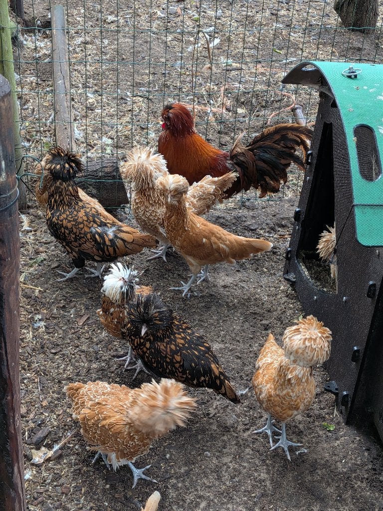 Padua en kuifhoen, Meerdere dieren, Kip