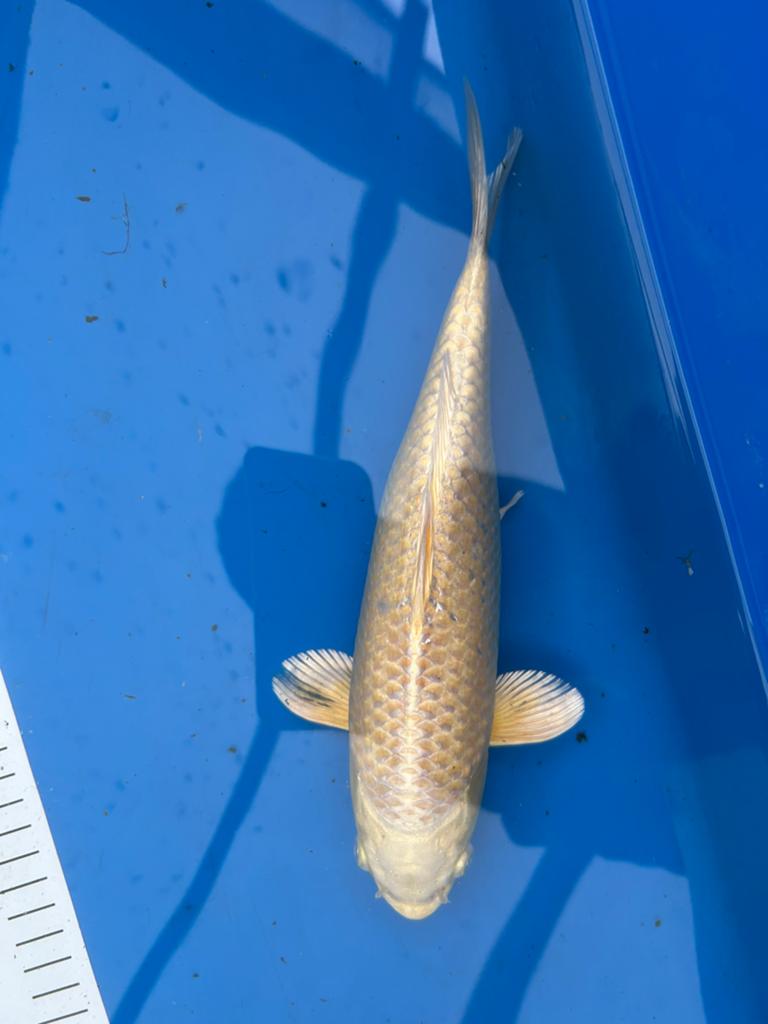 Yamabuki 28cm, Dieren en Toebehoren, Karper of Koi
