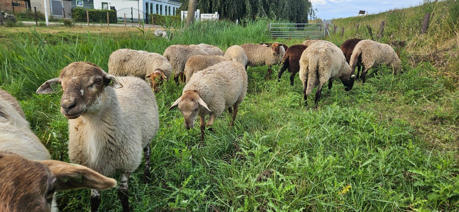 solognote, coburgerfunch, heideschaap rammen, Mannelijk, Schaap, 0 tot 2 jaar