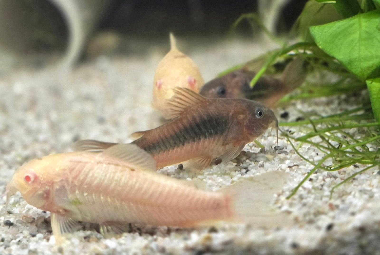XXL corydoras pick en mix actie, Dieren en Toebehoren, Vissen | Aquariumvissen, Vis