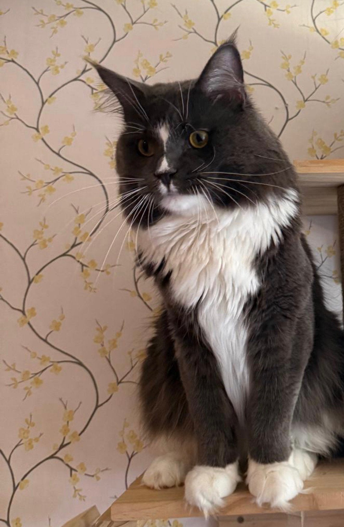 Maine coon “ dekkaters  ( niet te koop ), 0 tot 2 jaar
