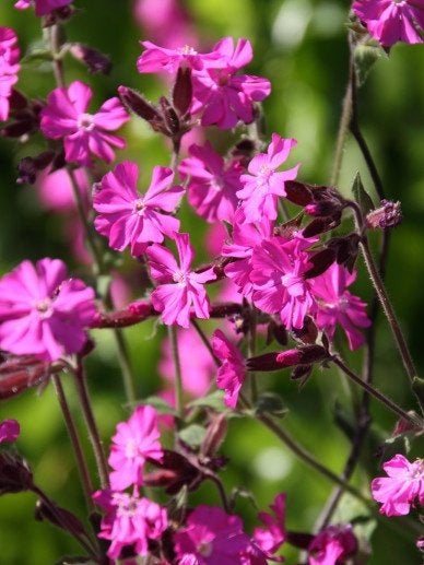 Biologische Dagkoekoeksbloem Zaden (1.300 zaden), Ophalen of Verzenden, Volle zon, Zaad