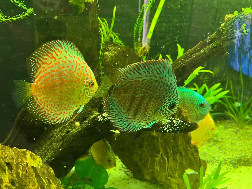Uniek Discus Premium Breeding Pair Prachtige Kleuren, Dieren en Toebehoren, Vis