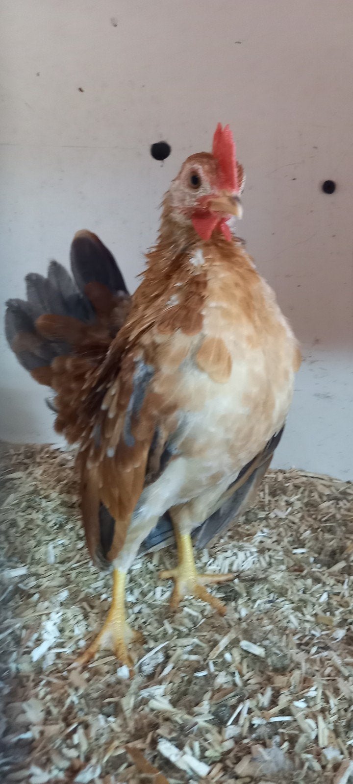 Koppel Ayam Serama Malaysia, Dieren en Toebehoren, Meerdere dieren, Kip