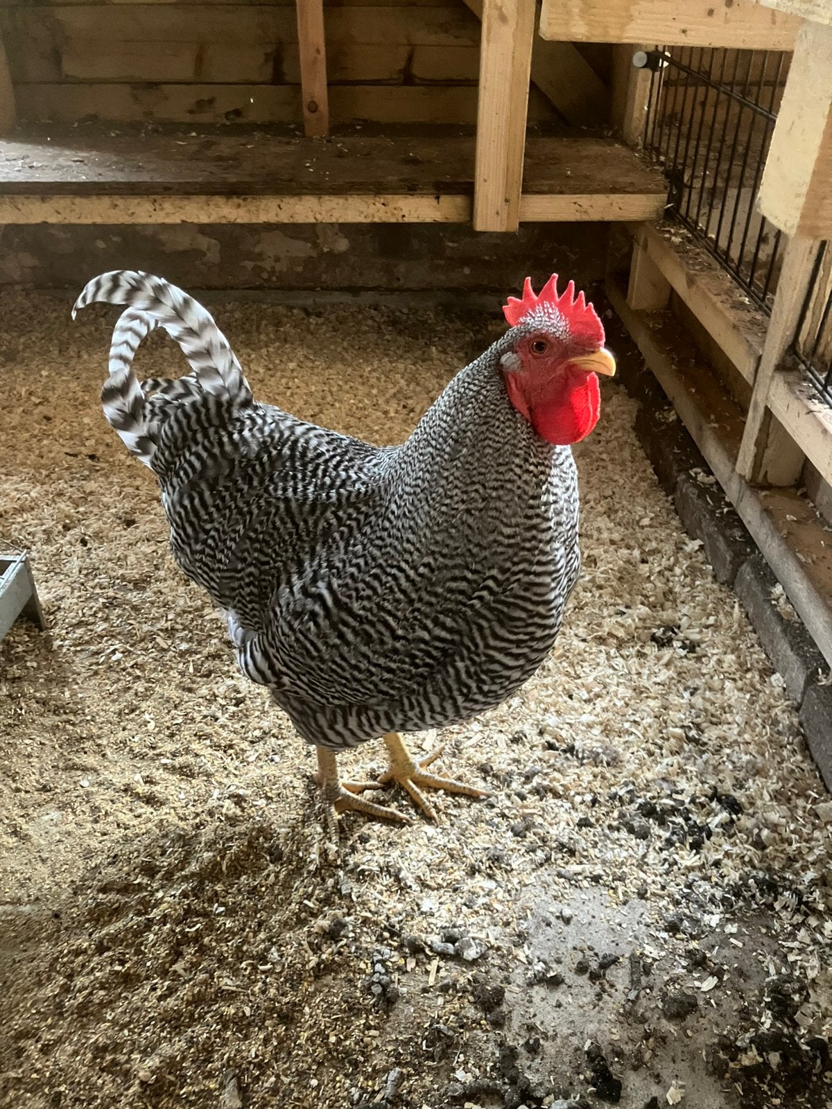 Jonge haan, Dieren en Toebehoren, Mannelijk, Kip
