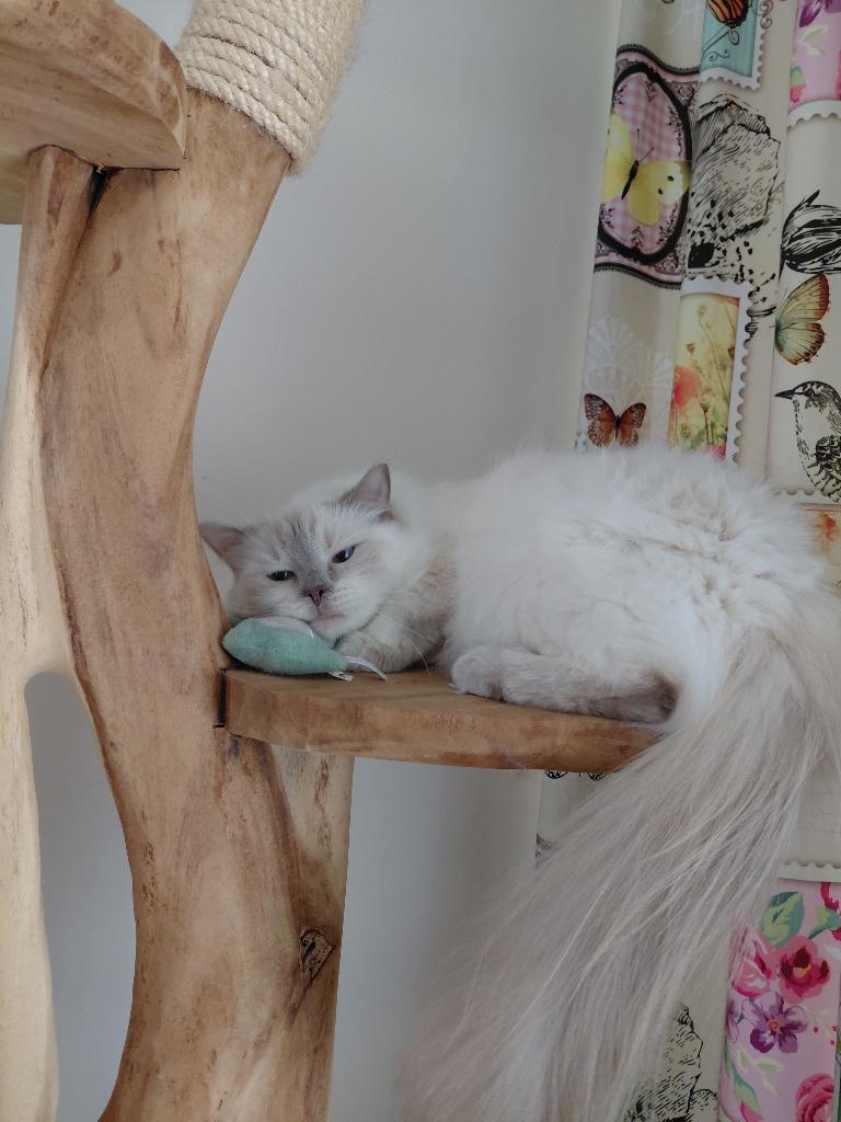 Ragdoll poes, Poes, Met stamboom, 3 tot 5 jaar