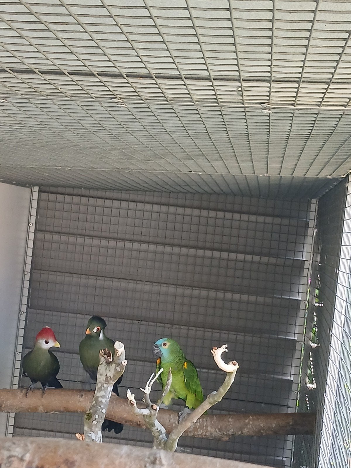 blauw voorhoofd amazone pop 2025, Dieren en Toebehoren, Vogels | Parkieten en Papegaaien, Vrouwelijk, Papegaai, Geringd