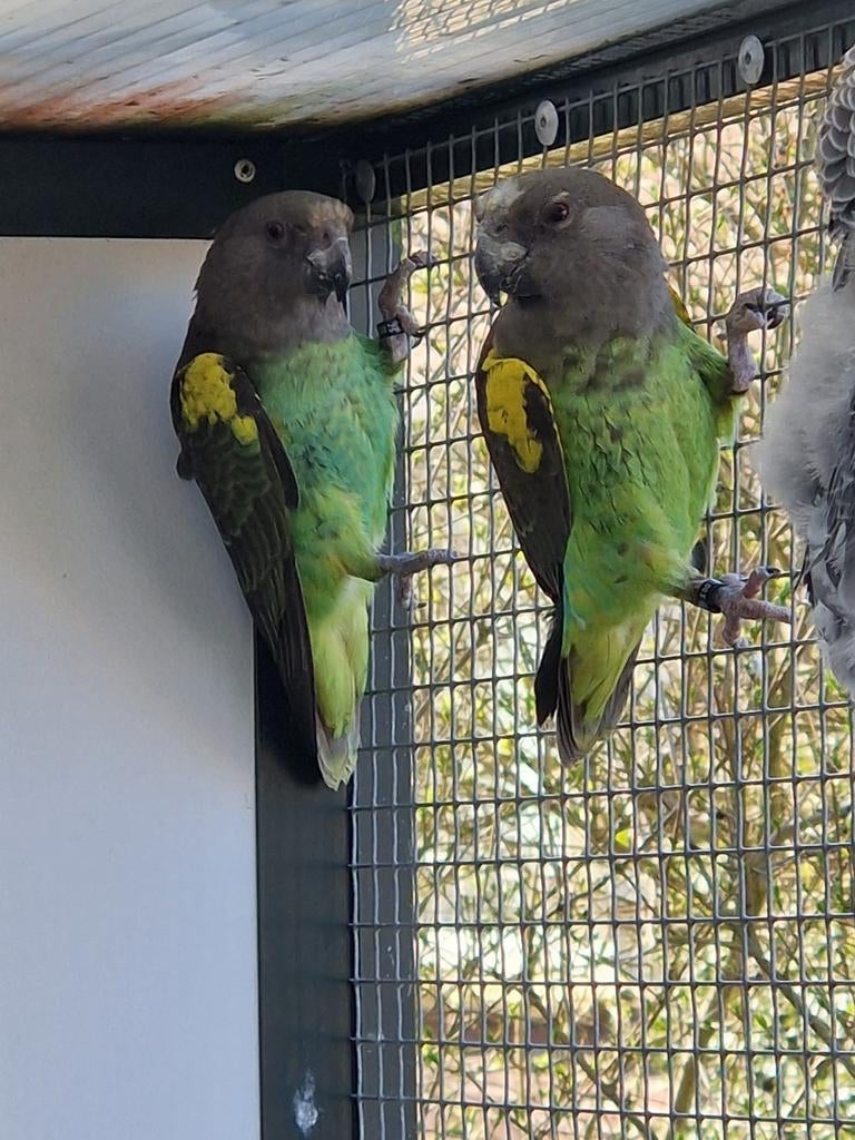 3 jonge meyer papegaai mannen, Dieren en Toebehoren, Mannelijk, Papegaai, Geringd