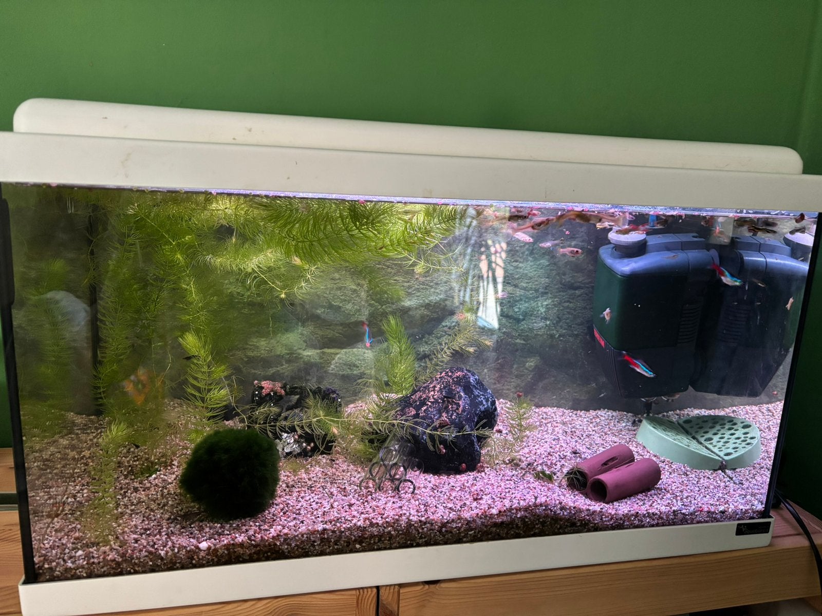 Aquarium inclusief vissen en toebehoren, Overige merken, Ophalen of Verzenden, Inclusief vissen, Gevuld zoetwateraquarium