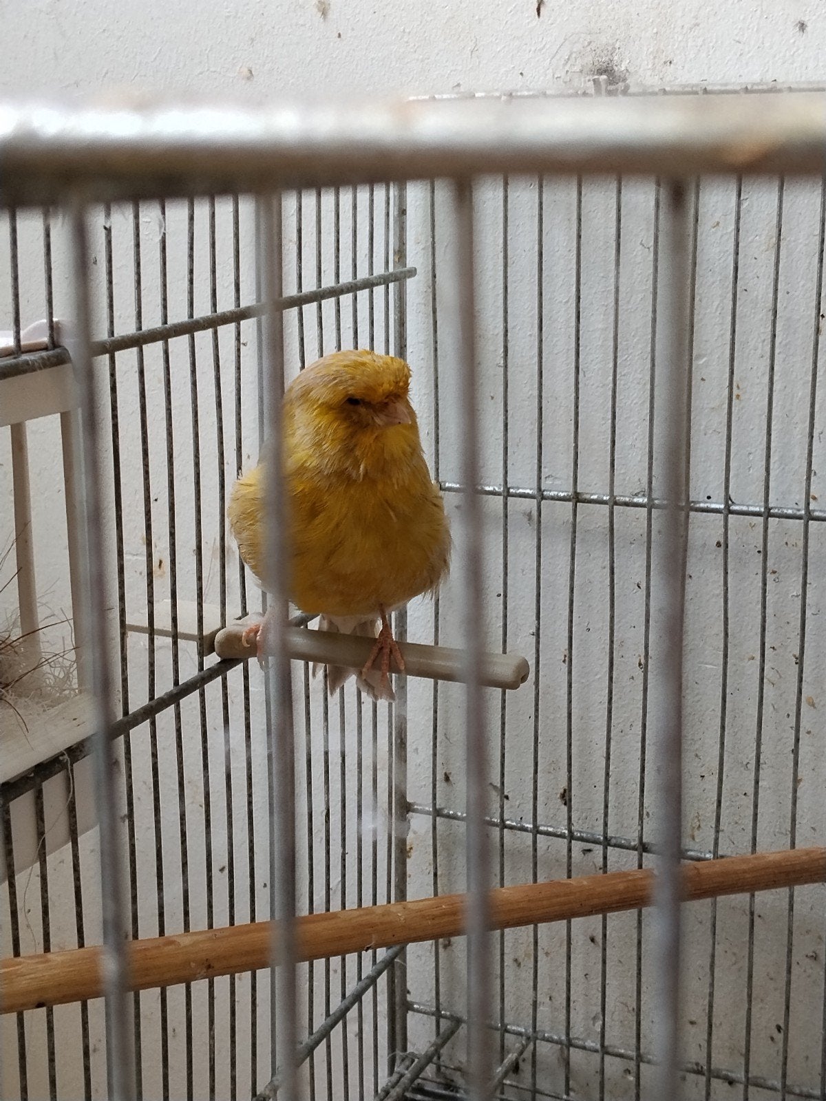 Crest Bird kanarie, Dieren en Toebehoren, Mannelijk, Kleurkanarie