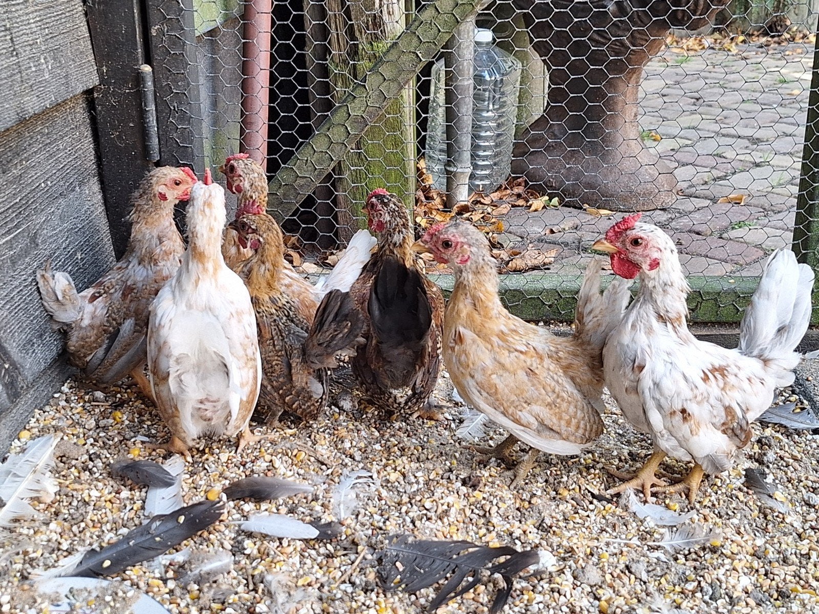 serama haantjes 3 maandjes oud, Mannelijk, Kip