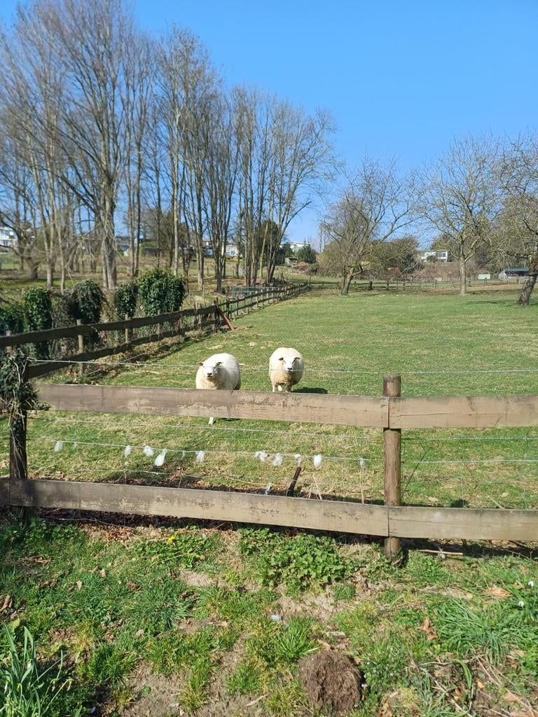 Gezocht over jarige fokooien, Dieren en Toebehoren, Schapen, Geiten en Varkens, Vrouwelijk, Schaap