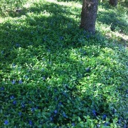 vinca minor maagdenpalm, vaste plant, bodembedekker, Tuin en Terras, Planten | Tuinplanten, Bodembedekkers, Halfschaduw, Ophalen