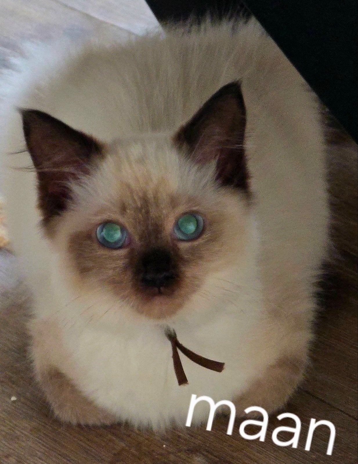 ragdoll met stamboom hcm /pdk getest kampioens lijn