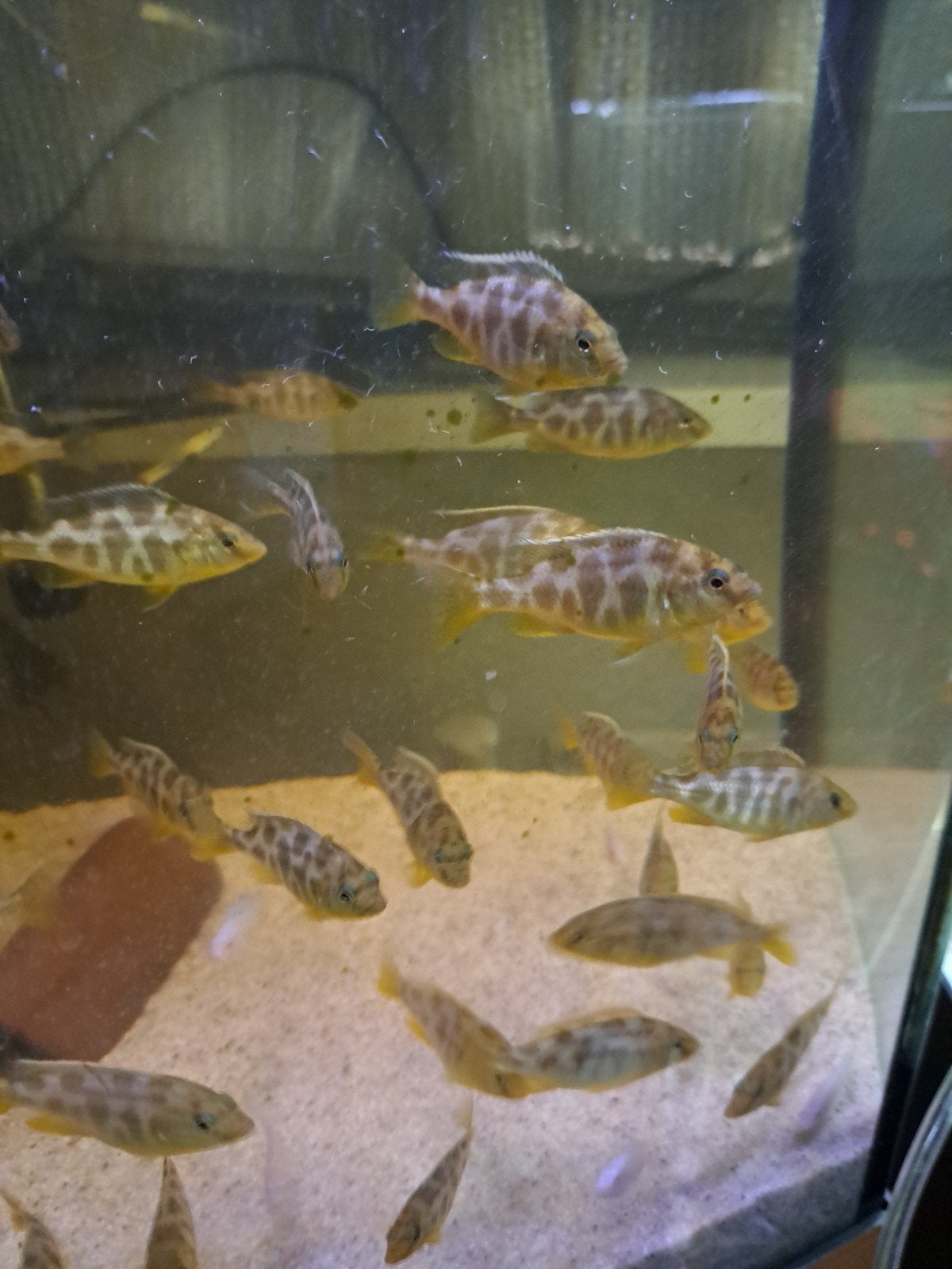 venustus malawi cichlides, Vis