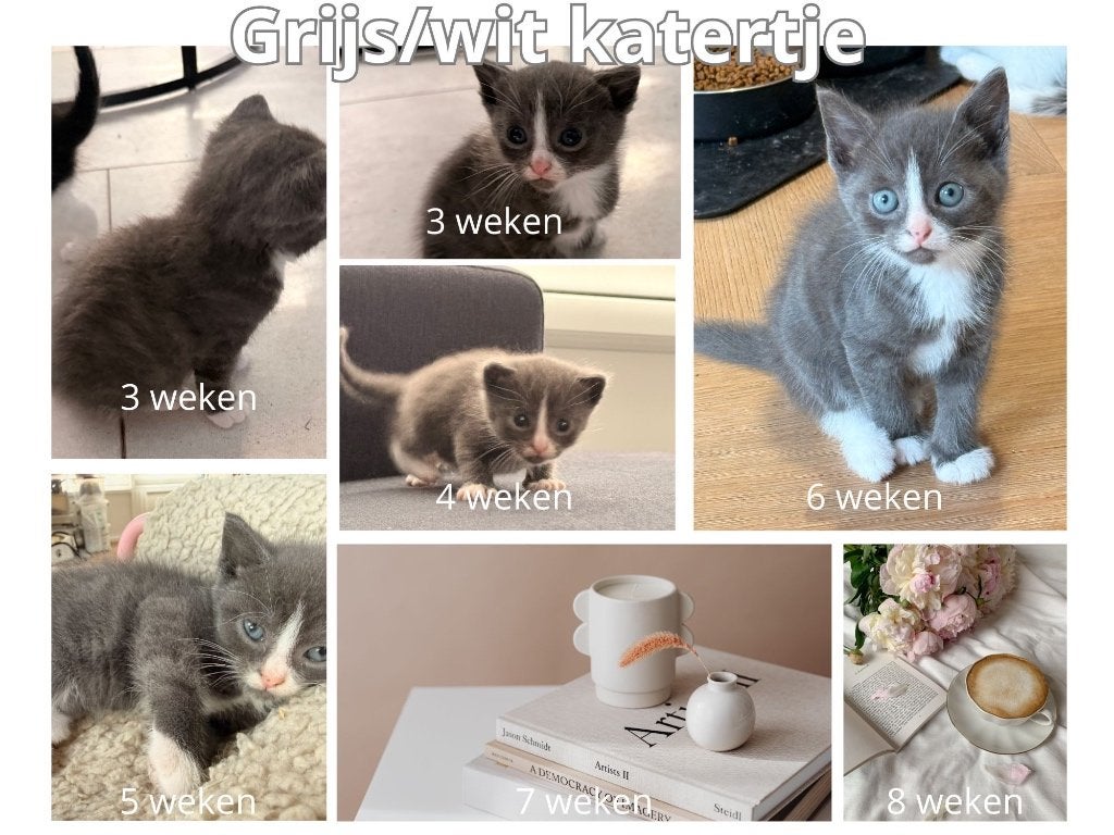 Prachtige Britse korthaar mix kittens, Dieren en Toebehoren, Katten en Kittens | Raskatten | Korthaar, Meerdere dieren, Ontwormd