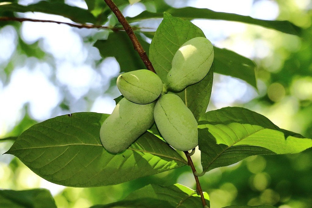 Pawpaw Winterharde Exoot grote en kleine exemplaren, Zomer, Volle zon, In pot, Overige soorten
