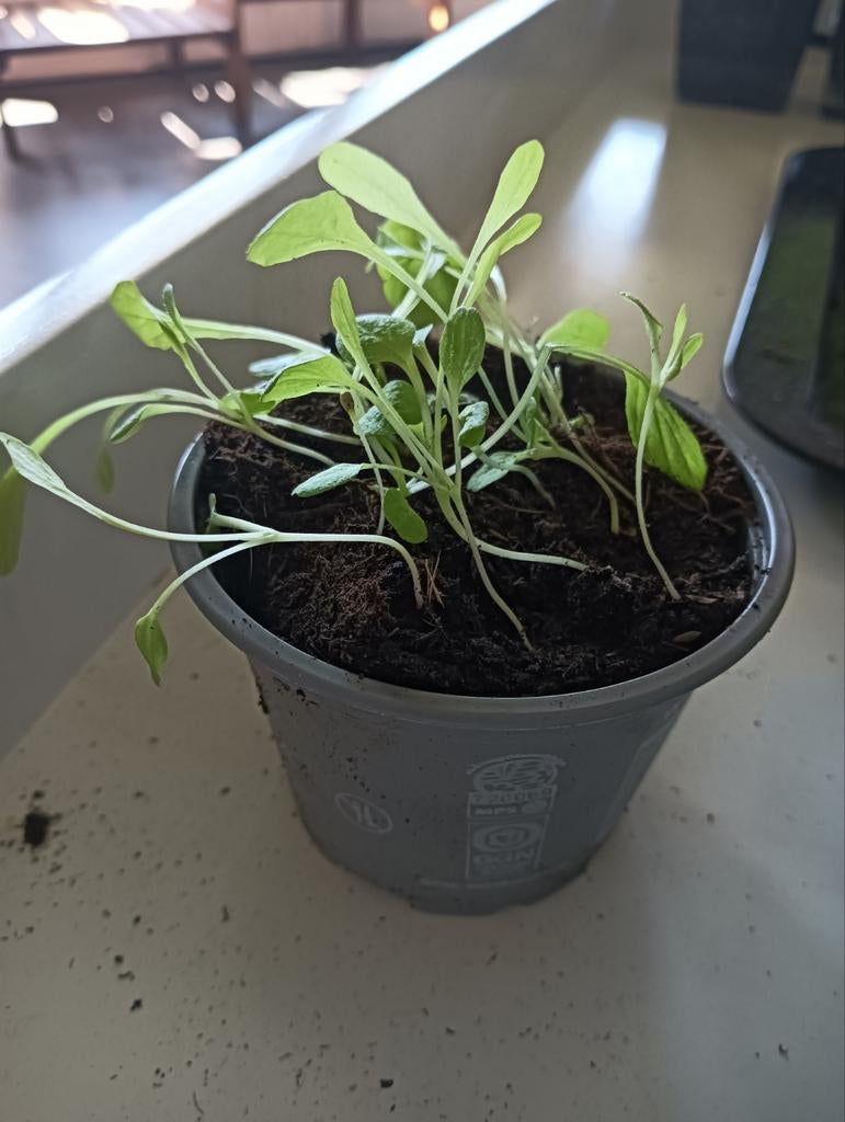 Romeinse mini sla zaailingen, Ophalen, Eenjarig, Groenteplanten, Volle zon