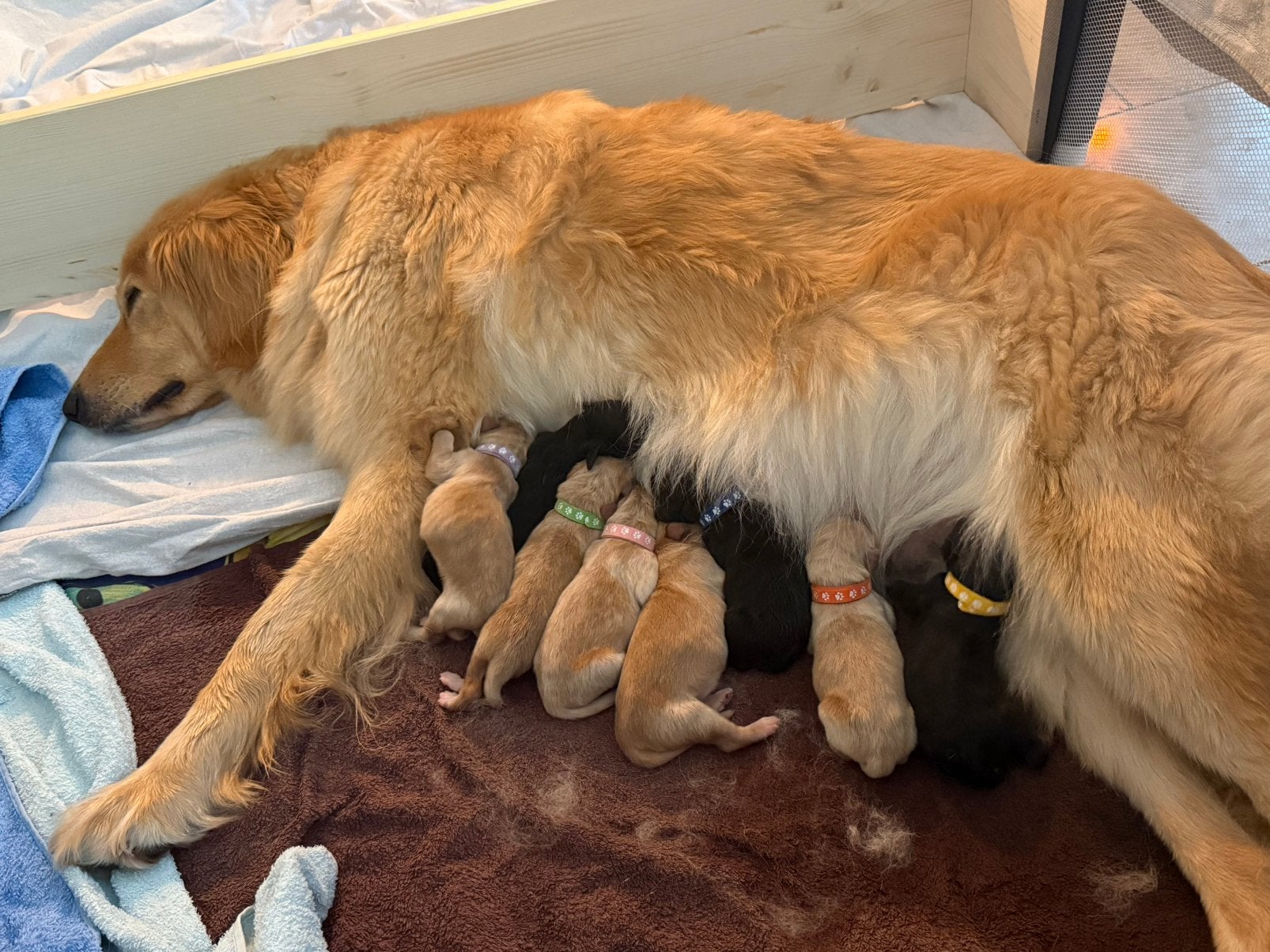 Hovawart pups, Parvo, 8 tot 15 weken, Meerdere, Meerdere dieren