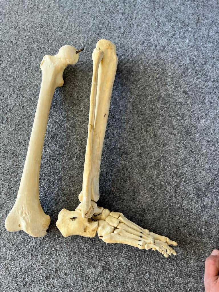 Anatomisch model onderbeen & voet koper gemonteerd 19e eeuw, Antiek en Kunst, Ophalen of Verzenden