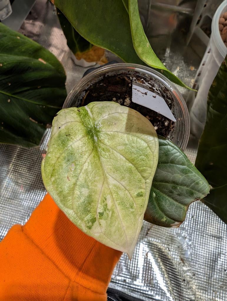 Alocasia Silver Dragon Albo/Mint Variegata, Huis en Inrichting, Kamerplanten, Ophalen of Verzenden, Halfschaduw, Minder dan 100 cm