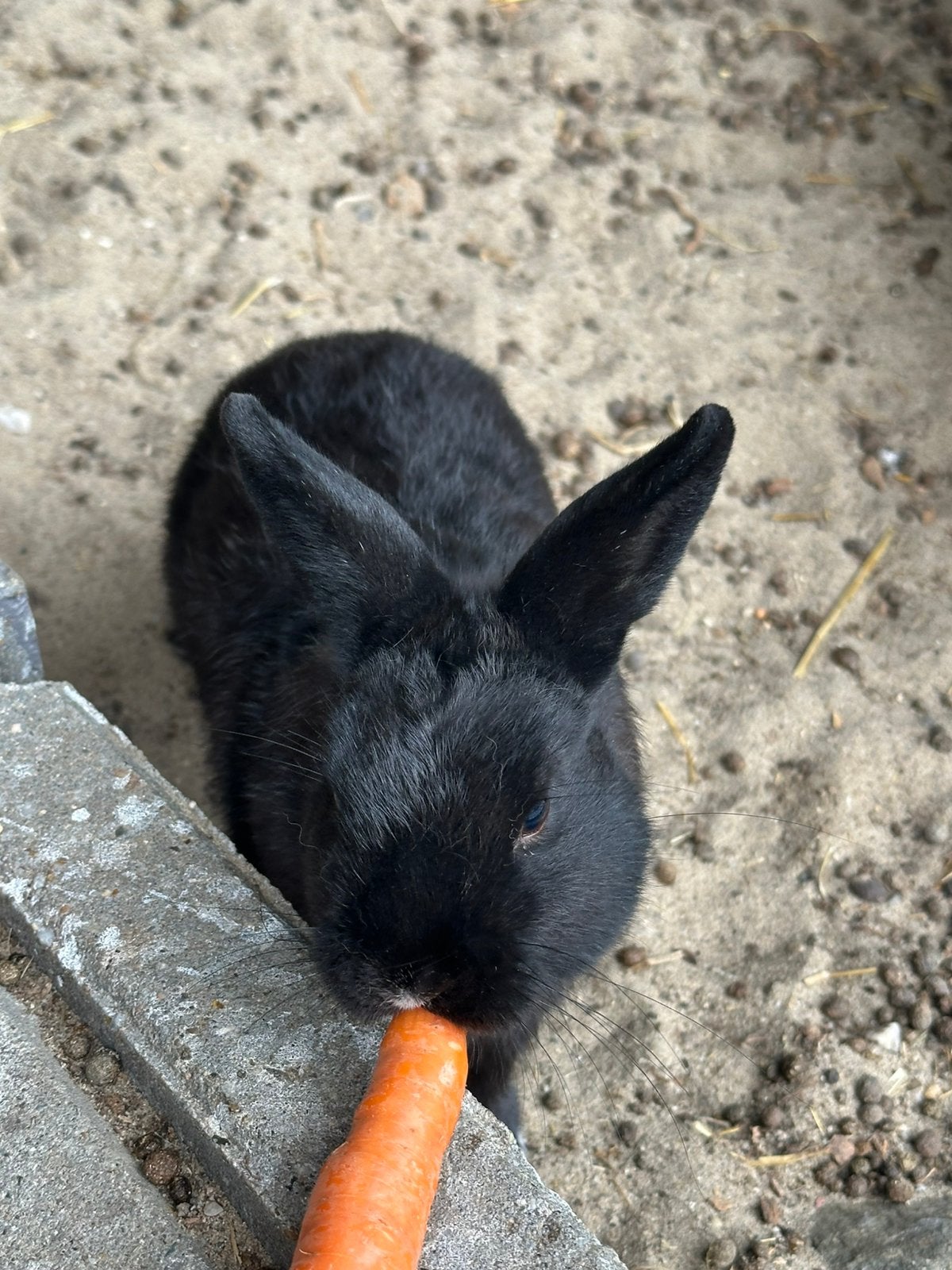 Konijn, mannetje, Dieren en Toebehoren, Mannelijk