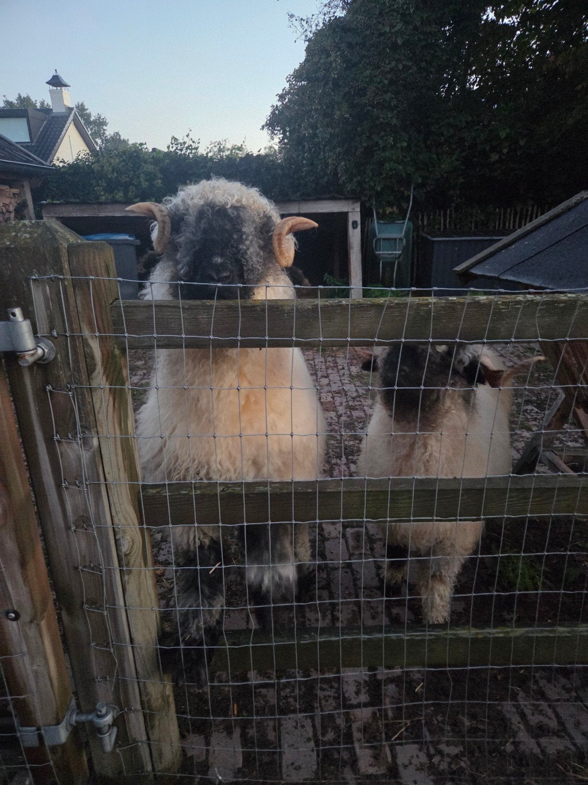2 walliser schwarznase schaapjes te koop, Dieren en Toebehoren