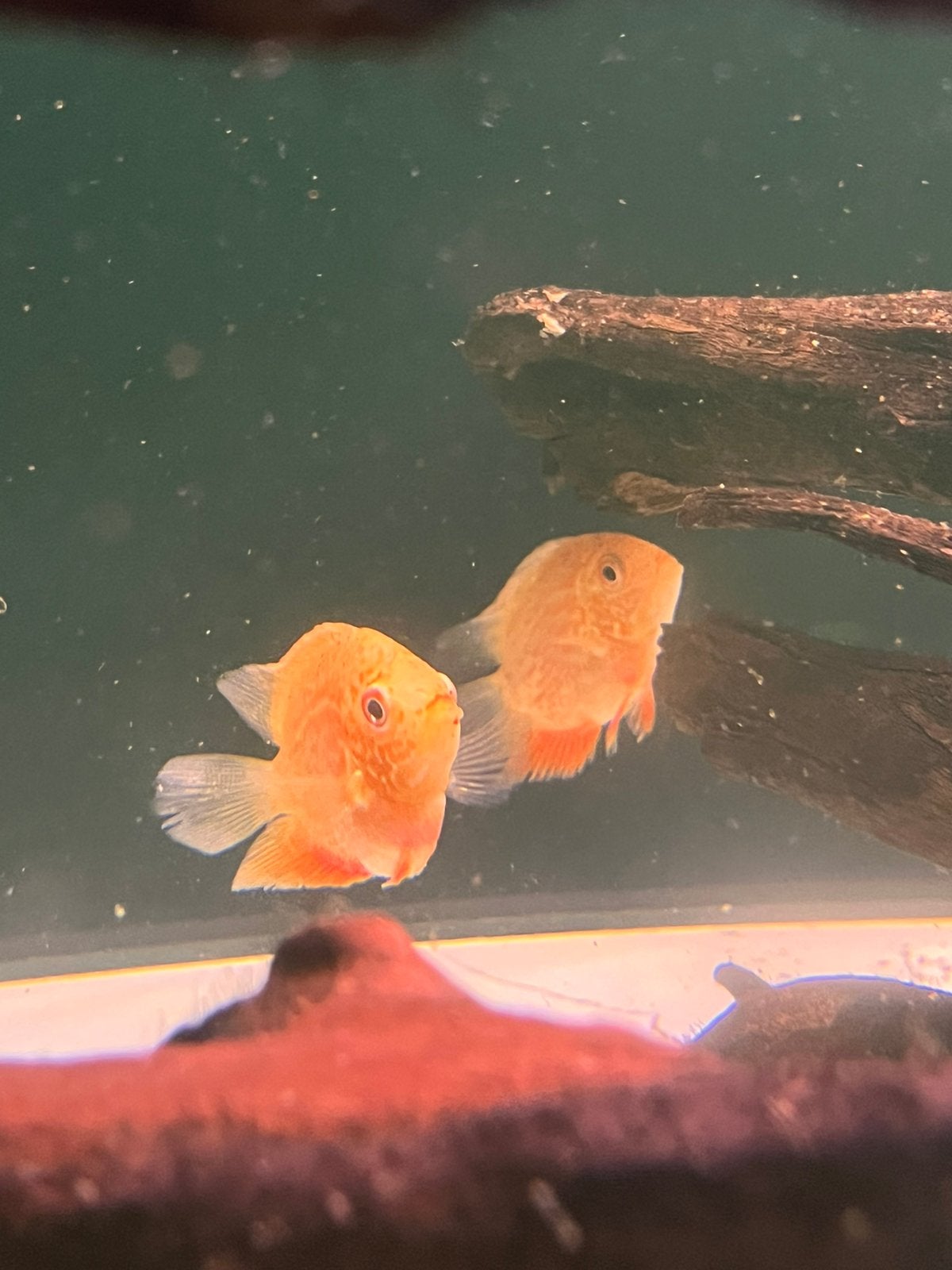 Heros severum red spot, Vis