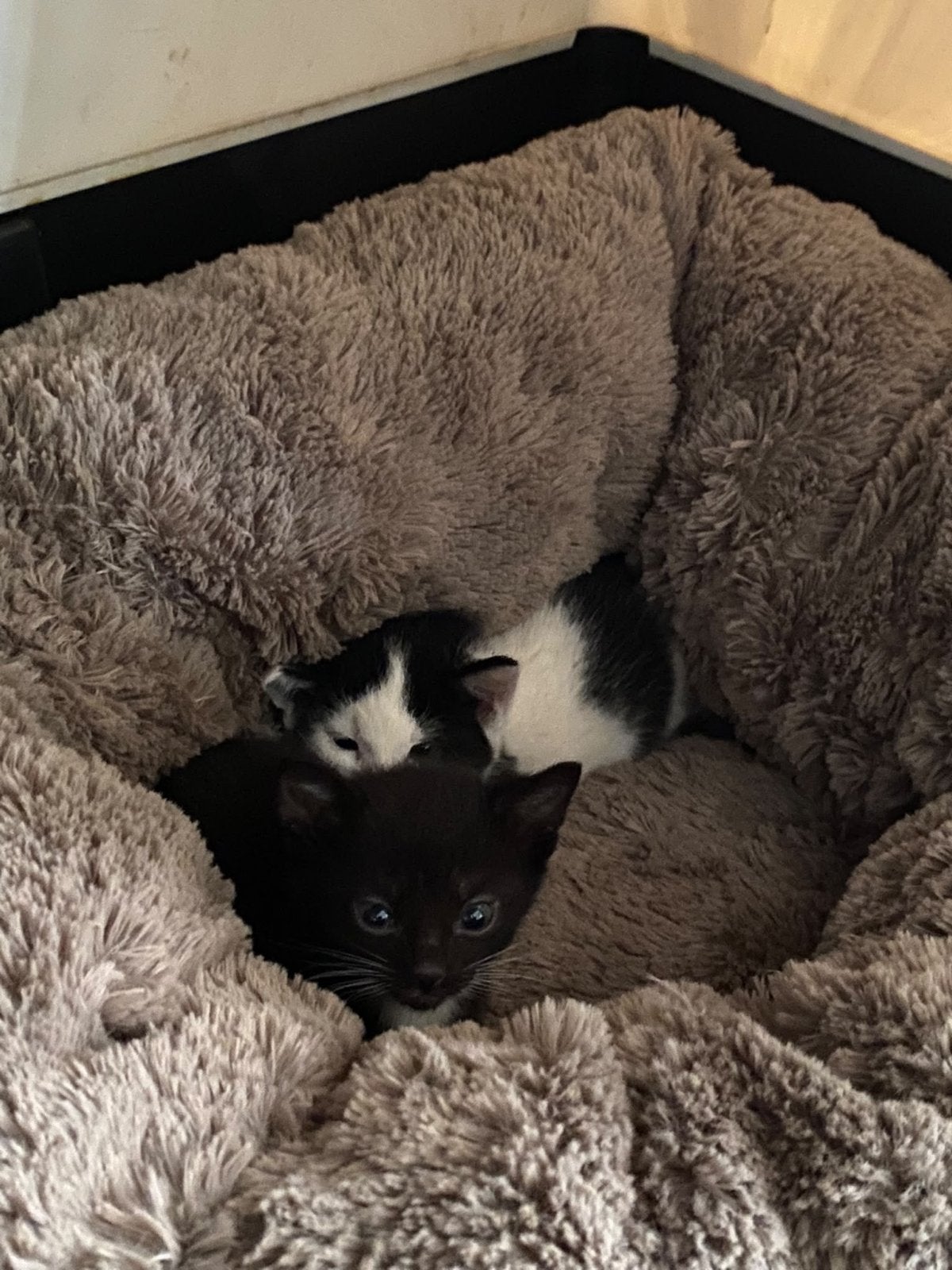 Kittens te koop!