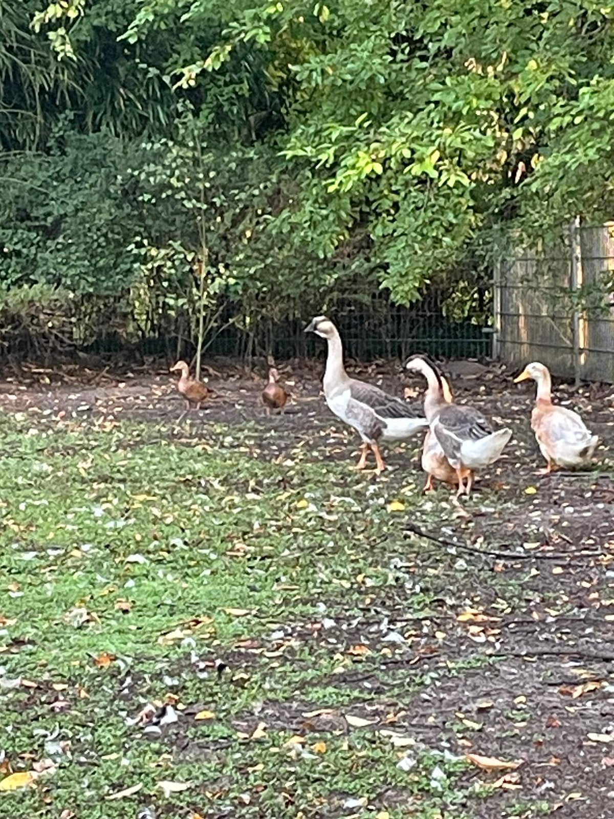 Afrikaanse knobbelganzen knobbelgans, Dieren en Toebehoren, Meerdere dieren, Gans of Zwaan