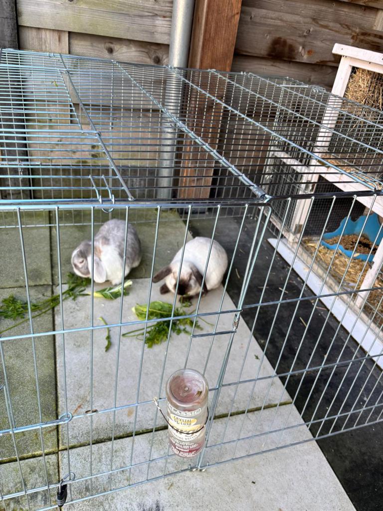 2 konijnen met hok en ren te koop, Dieren en Toebehoren, Konijnen, Meerdere dieren, Middelgroot, 0 tot 2 jaar