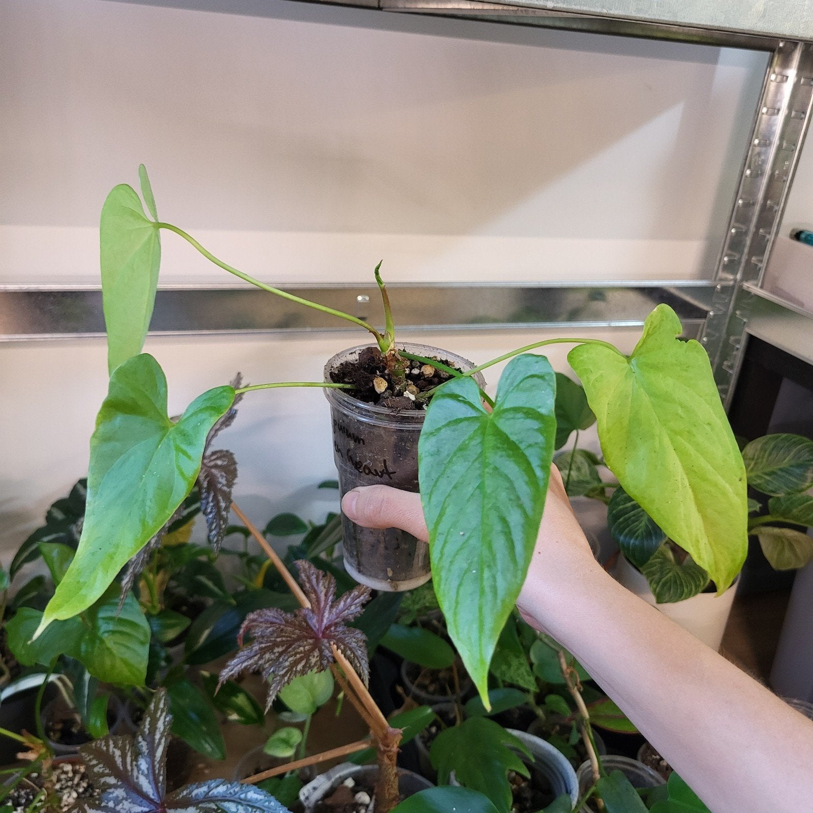 Anthurium balaoanum, Huis en Inrichting, Kamerplanten, Ophalen of Verzenden, Halfschaduw, Minder dan 100 cm