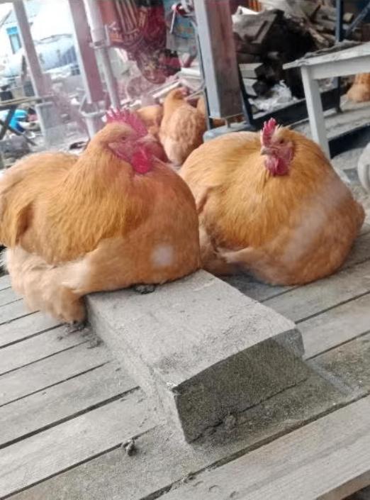 broedeieren Orpington., Geslacht onbekend, Kip